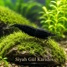 Moss Akvaryum Siyah Gül Karides 5 Adet (1-1,5cm)