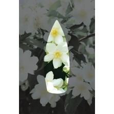 Belirtilmemiş Auran Yasemin Kokulu Geri Akış Tütsüsü Konik Tütsü Jasmine Backflow Incense Cones 10 Adet