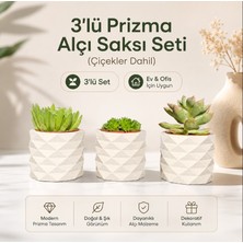 Hep İndirimli 3'lü Beyaz Renk Beton Sukulent ve Kaktüs Saksı (Çiçek ve Saksı)
