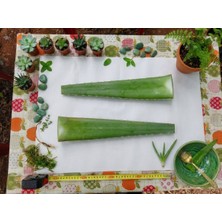 Alovia 500 Gram Aloe Vera Yaprağı – Taze, Doğal ve Katkısız Aloe Vera Yaprakları