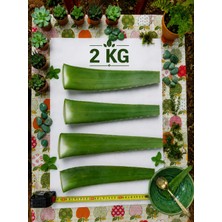 Alovia 2 kg Aloe Vera Yaprağı – Taze, Doğal ve Katkısız Aloe Vera Yaprakları