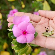 Ideapazar Soft Pink Vinca Roseus Rozet Çiçeği Tohumu (20 Tohum)