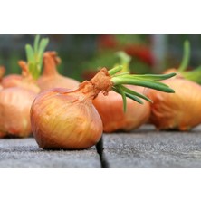 New Global 100 Adet Organic Vidalia Sweet Soğan Tohumu