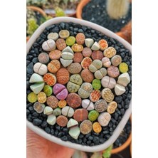 New Global Dashing Look Karışık Lithops Taş Çiçek Tohumu / 10 Adet Tohum TH-THMCMTHM387