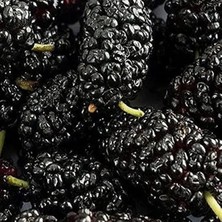 Aesco Tüplü Kara Dut Fidanı, Sağlıklı Bitki Gelişimi