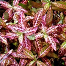 Aesco Kolay Akvaryum Zemin Bitkisi - Canlı Hygrophila Polysperma Rosanervig