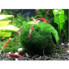 Aesco Moss Ball, Karidesler Için Özel Yosun Topu, 3-4 cm Boyutunda