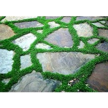 Aesco 1000+ Tohum Içeren Dichondra Repens Bitkisi, Yer Örtücü Özellikte
