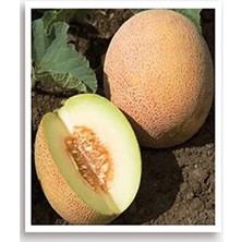 Aesco Yerli Kavun Tohumu, 100 Adet, Ananas Tohumu
