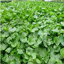 Aesco 1 kg Fare Kulağı Çim Tohumu, Dichondra Repens