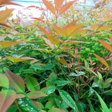 New Global Fidan Sepetim Cennet Bambusu Bitkisi Nandina Domestica