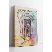 Mushen Studio Diş Anatomisi Çizimli Etiketli Eğitim Tasarımı Diş Kliniği Için Modern Dekoratif Kanvas Tablo Duvar