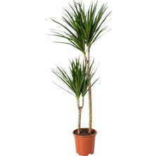 İk Dracaena Margınata
