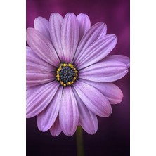 Uravas Store Purple Flower Journal
