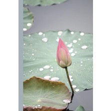 Uravas Store Water Lilly - Zen Journal