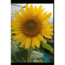 Uravas Store Journal 120 Page. Sunflowers Are Annual Plants With Bright, Cheerful Yellow Flowers