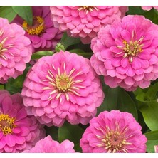 Uravas Store Zinnia (Kirli Hanım) Büyük Geniş Çiçekli - Gül Rengi (5 Tohum)