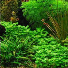 Uravas Store Lobelia Cardinalis Saksı Canlı Bitki