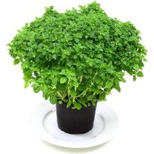 Uravas Store Top Reyhan (Çoklu Tohum) - 3 Gram