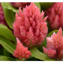 Uravas Store Megcito Horoz Ibiği Tohumu (Tüy Uzun Boylu) - Pembe Renkli - 40 Tohum