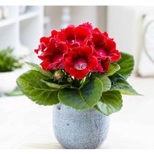 Uravas Store Bardak Menekşesi Tohumu (Katmerli Büyük Çiçek) Kırmızı Renkli - 5 Tohum