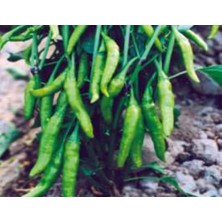 Uravas Store Biber Cin Tohumu - Aksel 10 gr