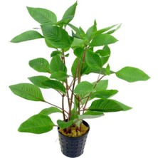 Uravas Store Hygrophila Corymbosa - Limon Saksı Canlı Bitki TR-413155