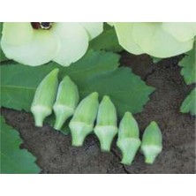 Uravas Store Bamya Japon Tohumu - Aksel 10 gr