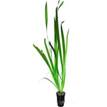Uravas Store Vallisneria Gigantea Dev Saz Saksı Canlı Bitki