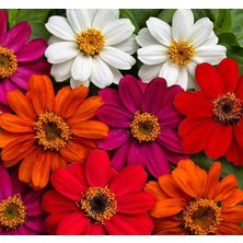 Uravas Store Megcito Zinnia Çiçeği Tohumu (Mini Çiçekli, Kirli Hanım) Karışık Renkli - 5 Tohum