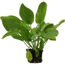 Uravas Store Echinodorus Schlueteri Saksı Canlı Bitki