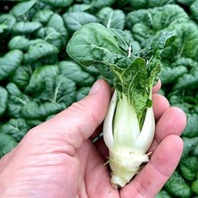 Uravas Store Altın Pak Choi Tohumu Golden Pak Choi 100+ Tohum