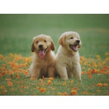 Hobi Tedarik Köpek Kardeşler Çerçeveli 90X110 Sayılarla Boyama Hobi Seti
