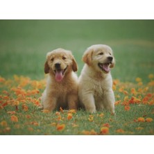 Hobbylab Köpek Kardeşler Çerçeveli 90X110 Sayılarla Boyama Hobi Seti