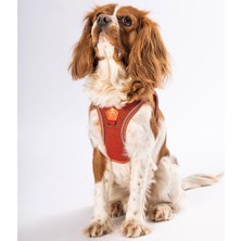 Pawstar Air-Mesh Terracotta Köpek Göğüs Tasması