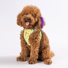 Pawstar Air-Mesh Avocado Köpek Göğüs Tasması Açık Yeşil Yumuşak Dokulu Hafif ve Nefes Alabilen