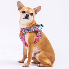 Pawstar Air-Mesh Balloons Köpek Göğüs Tasması