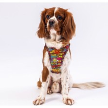 Pawstar Air-Mesh Wow Köpek Göğüs Tasması