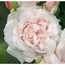 Renas Store Dashing Look Constanze Mozart Narin Krem Pembe Gül Tohumu 5 Adet TH-DLTHM009