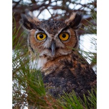 Renas Store Great Horned Owl Journal