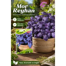 ByKurt Mor Reyhan Tohumu – Yoğun Kokulu Mor Yapraklı Reyhan Tohumu