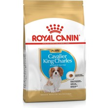 Renas Store Royal Canin Cavalier King Charles Kuru Köpek Maması, Yavru Köpek, 1.5 kg