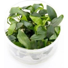 Renas Store Homalomena Sp Sekadau South In Vitro 200CC Canlı Bitki