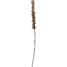 Renas Store Villa Collection Kvist Grasses Dark Decor 100 cm Doğal