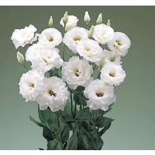 Renas Store Lisianthus (Lale Gül) Büyܠserisi - Beyaz (5 Tohum)