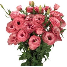 Renas Store Lisianthus (Lale Gül) Advantage Serisi - Gül Rengi (5 Tohum)