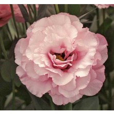 Renas Store Lisianthus (Lale Gül) Gelin Buketi Serisi - Pembe (5 Tohum)