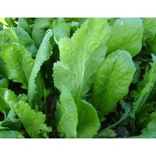 Renas Store Megcito Doğal Tere Tohumu Geniş Yapraklı