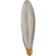 MarkEntegra L Boy Kalamar Kemiği, Iri Boy 10-15 cm