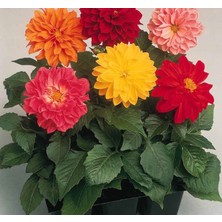 Renas Store Megcito Yıldız Dahlia Çiçeği Tohumu (Bodur Mini Çiçekli) Karışık Renkli - 5 Tohum